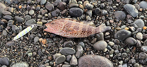 オオモンハタの釣果