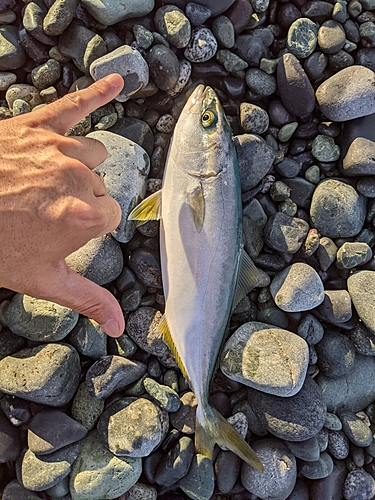 ワカシの釣果