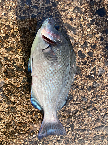 メジナの釣果