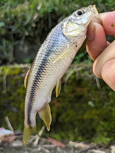 カワムツの釣果