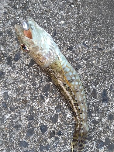アナハゼの釣果