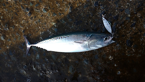 ソウダガツオの釣果