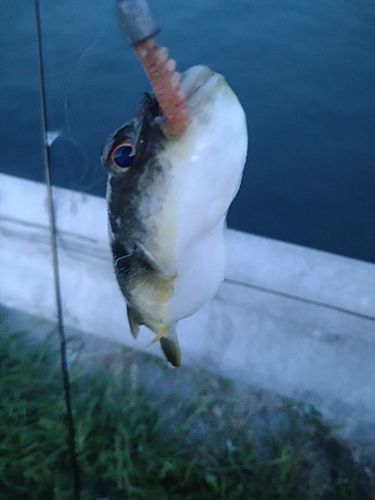 クサフグの釣果