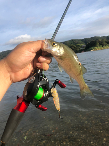 セイゴ（タイリクスズキ）の釣果