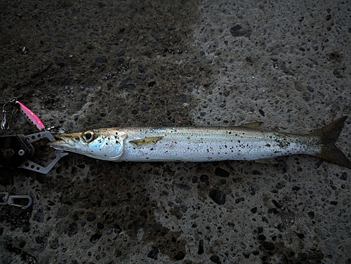 カマスの釣果