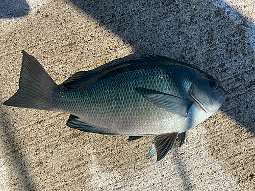 メジナの釣果