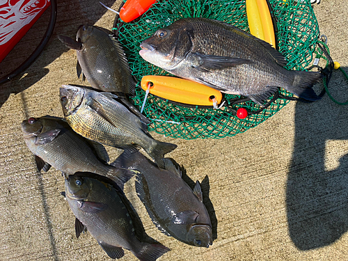 クロダイの釣果