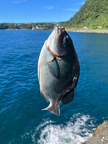 グレの釣果