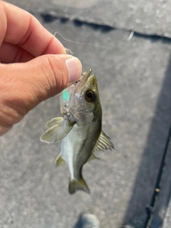 スズキの釣果