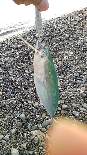 マルソウダの釣果