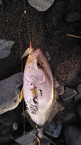 ショゴの釣果