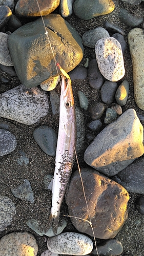 カマスの釣果