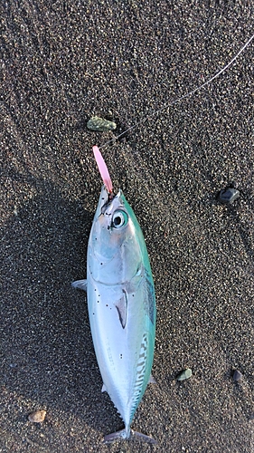 マルソウダの釣果