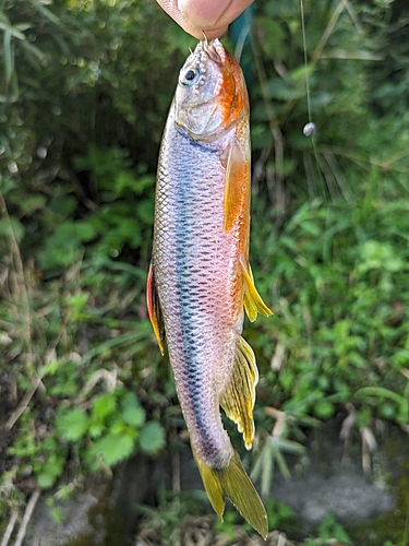 カワムツの釣果