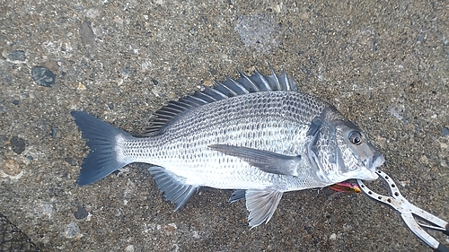 チヌの釣果