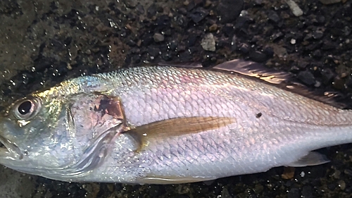 イシモチの釣果