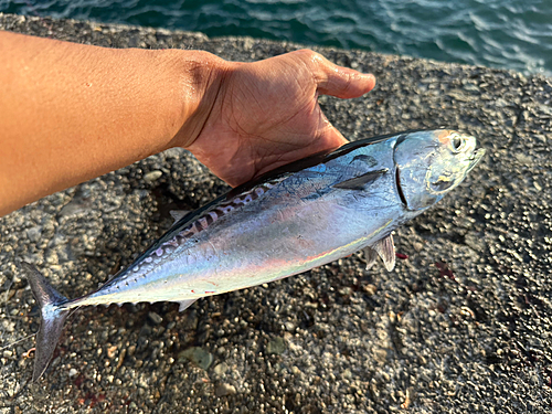 ソウダガツオの釣果