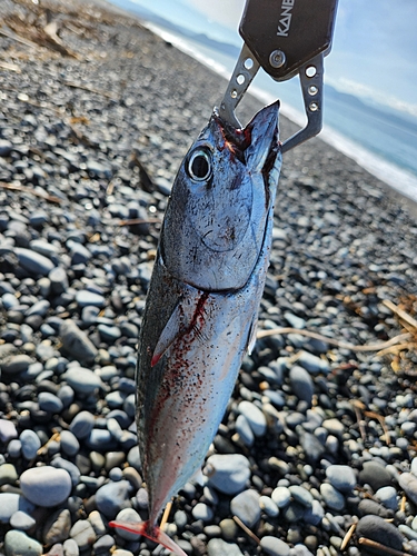 ソウダガツオの釣果