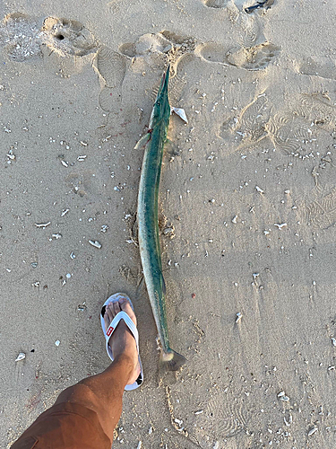 ダツの釣果