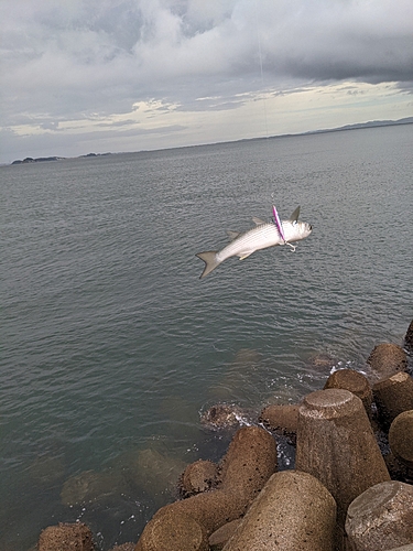 ボラの釣果