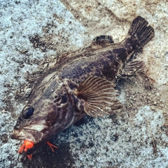 タケノコメバルの釣果