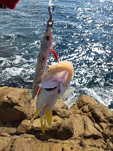 ネイリの釣果