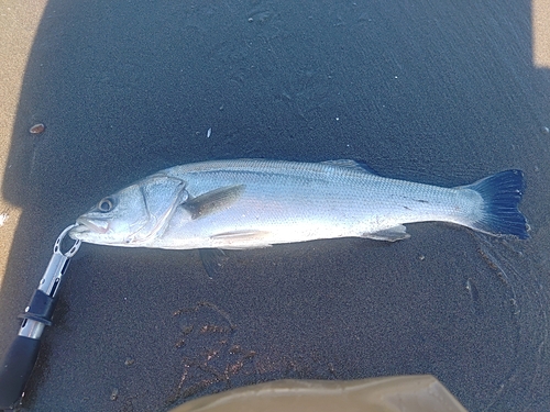 フッコ（マルスズキ）の釣果