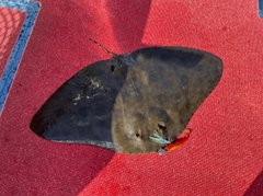 ツバクロエイの釣果