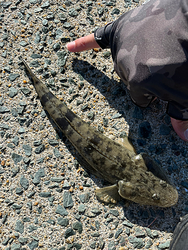 マゴチの釣果