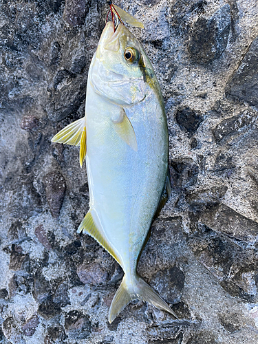 ショゴの釣果