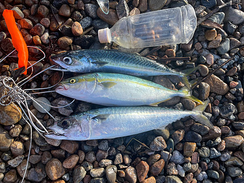 ツバスの釣果