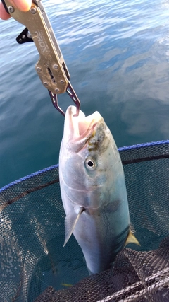 ワラサの釣果