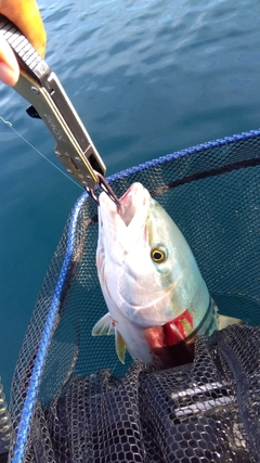 ワラサの釣果