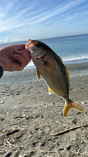 ショゴの釣果