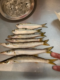 カマスの釣果