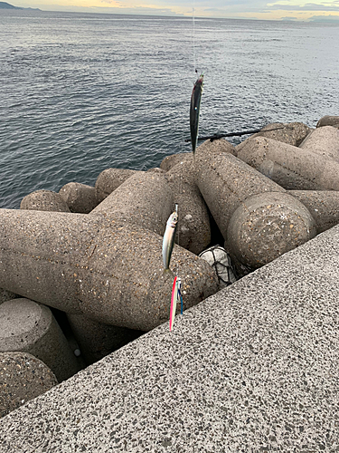 イワシの釣果