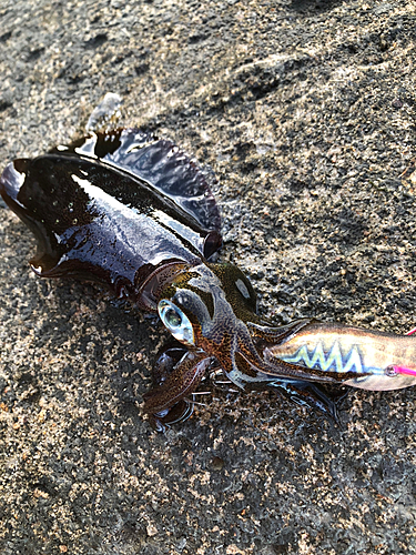 アオリイカの釣果