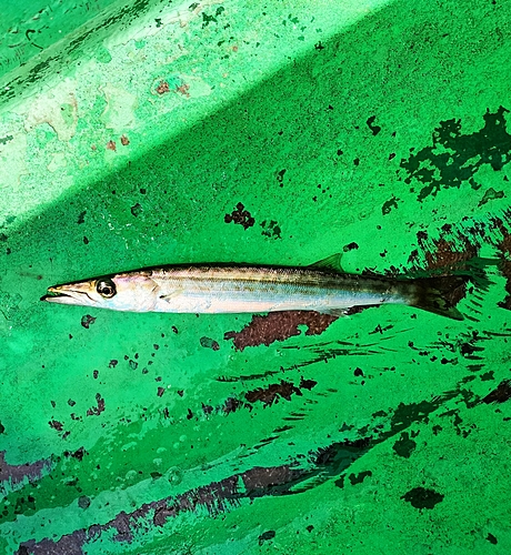 カマスの釣果