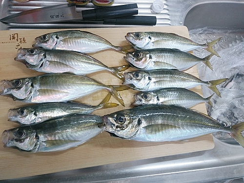 アジの釣果