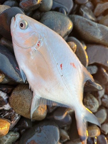 コバンアジの釣果