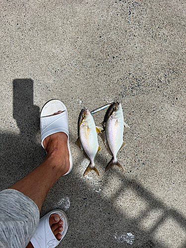 ショゴの釣果