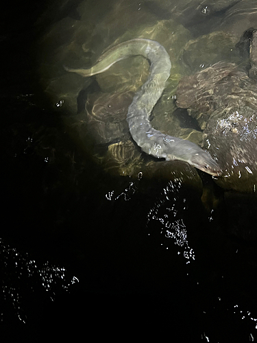 ウナギの釣果