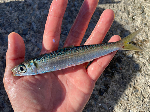 ウルメイワシの釣果