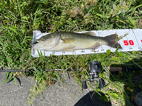 ラージマウスバスの釣果