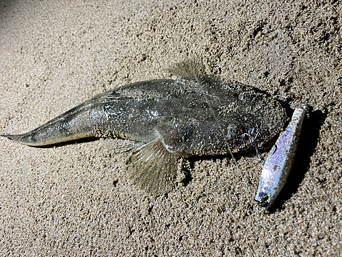 マゴチの釣果