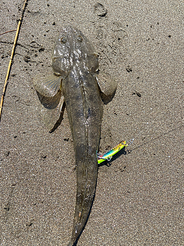 マゴチの釣果