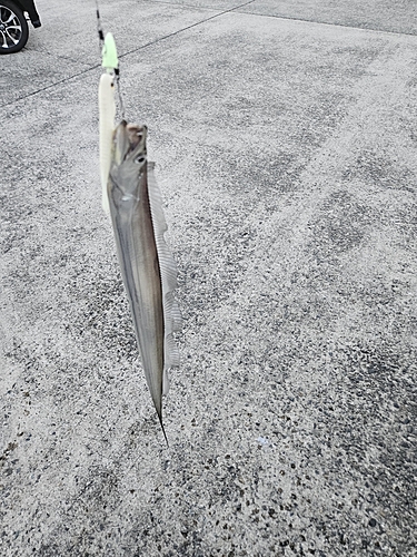 タチウオの釣果