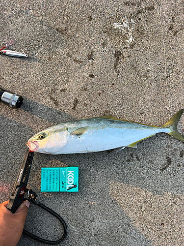 ワカシの釣果