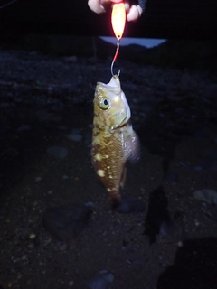 エゾメバルの釣果