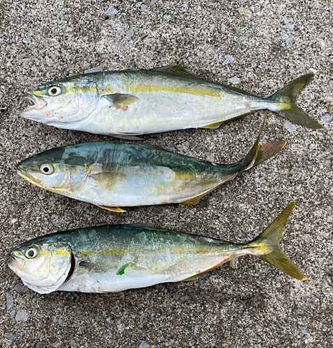 ワカシの釣果